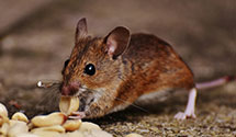 24 Hour & Emergency Exterminators in Idaho Falls, ID